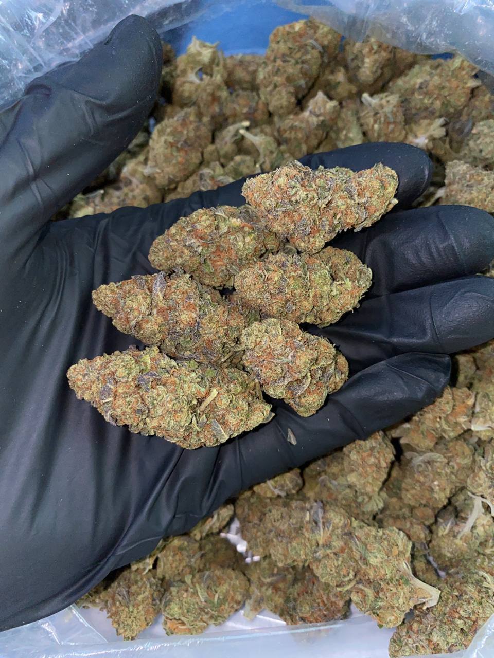 Lemon Haze flower