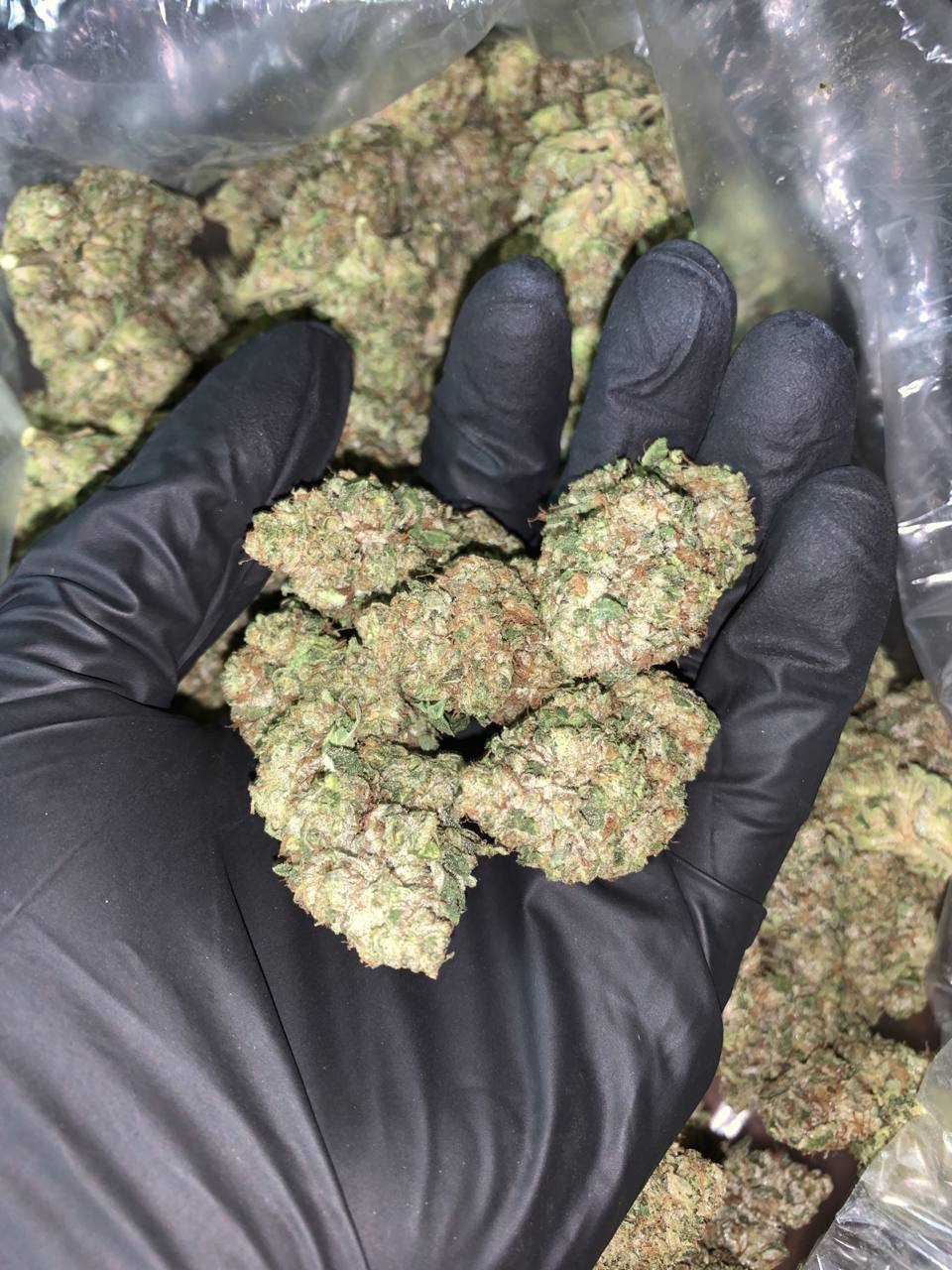 Gorilla Glue #4 flower